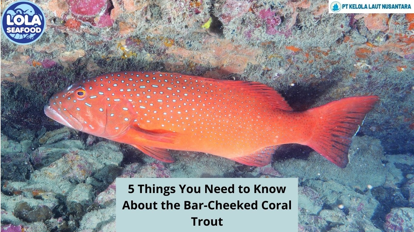 5 Things You Need to Know About the Bar-Cheeked Coral Trout